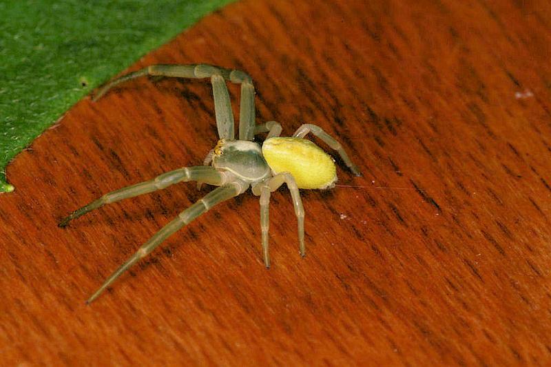 Misumena_vatia_D4855_Z_90_Les Gris_Frankrijk.jpg